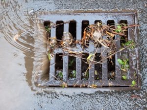 Tree Roots causing a clogged drain